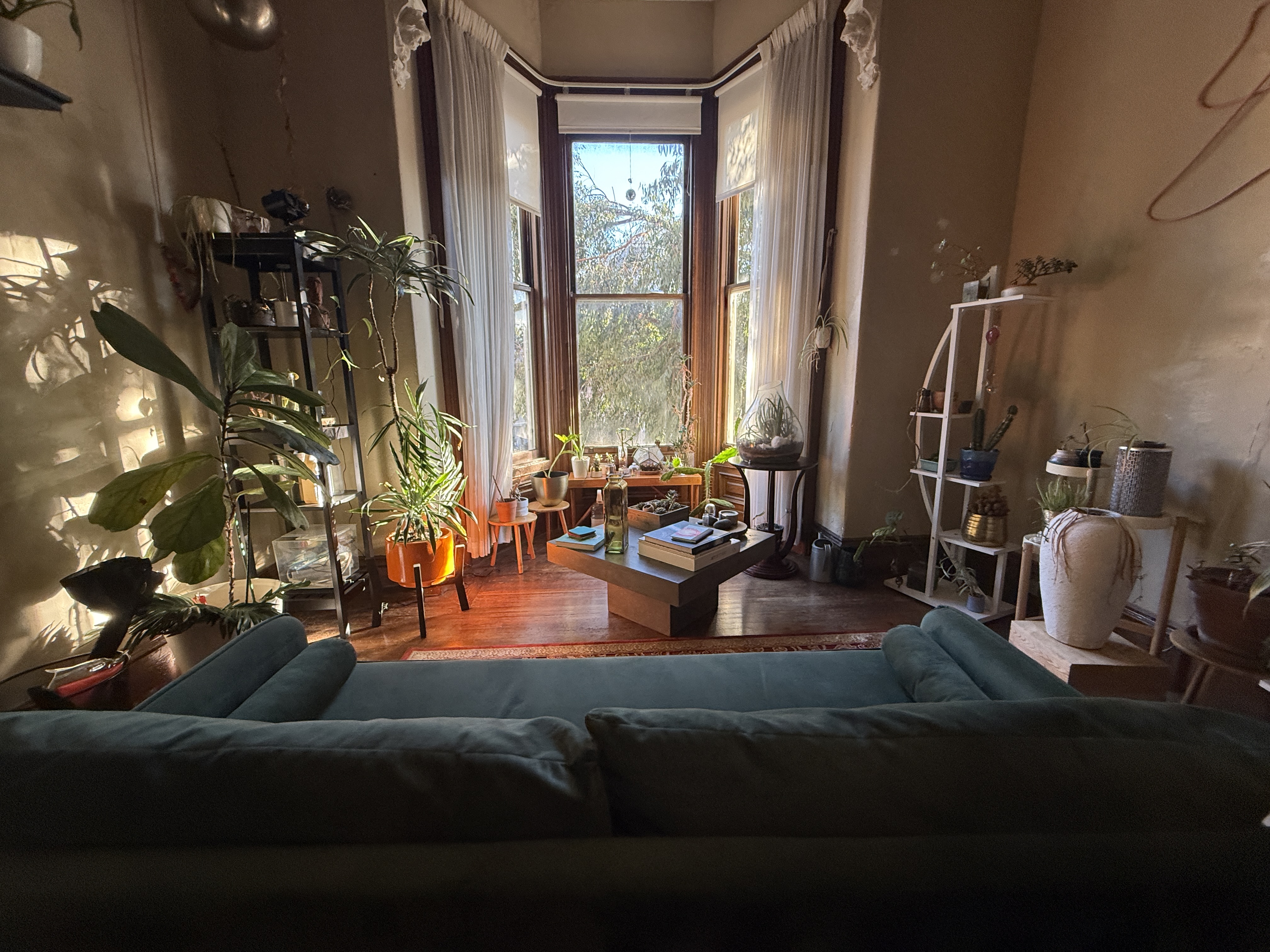 Living room with teal couch and plant-filled bay window