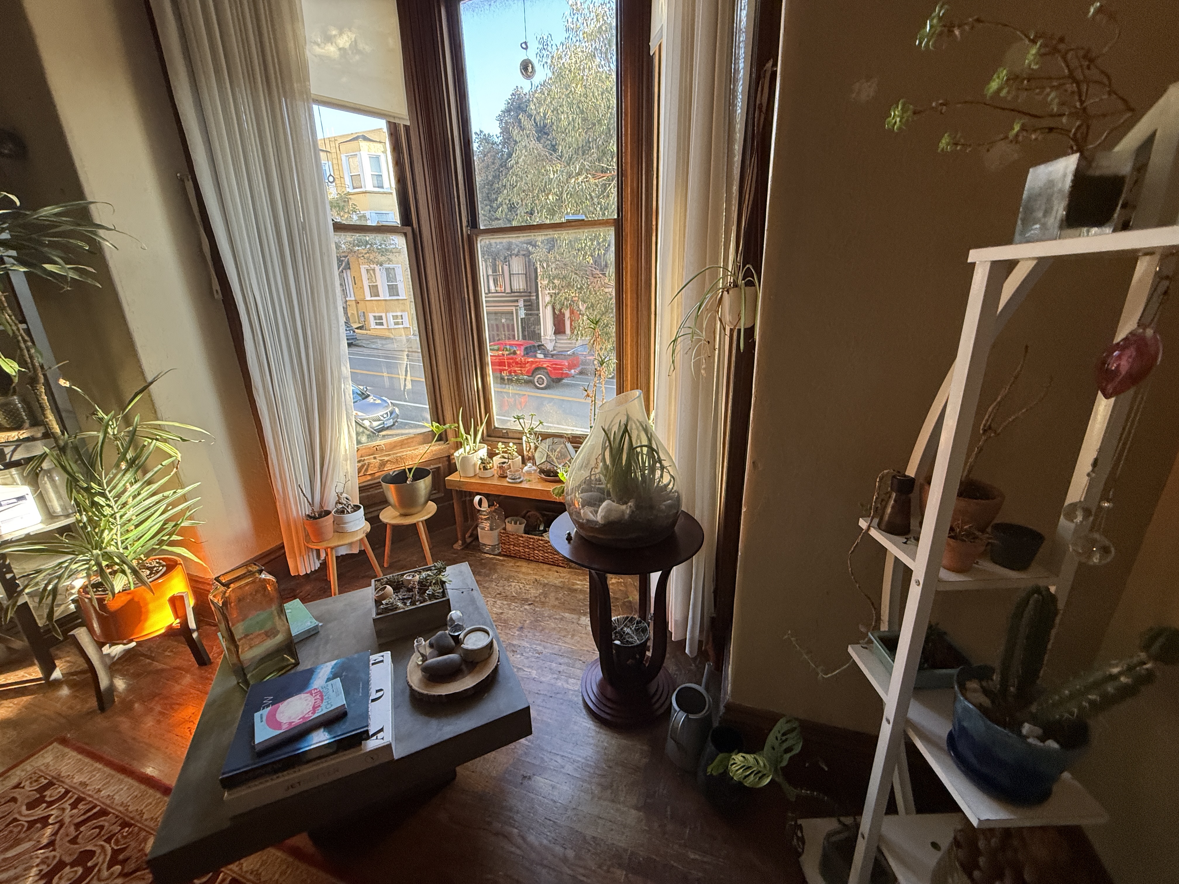 Bay window area with various plants and afternoon light